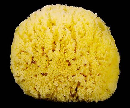 Natural Sponge Nº 24  
Click to close the window